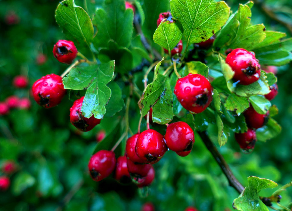 Wilde-Beeren-Genüsse – Sammeln mit Workshop – Kräuterschneckle